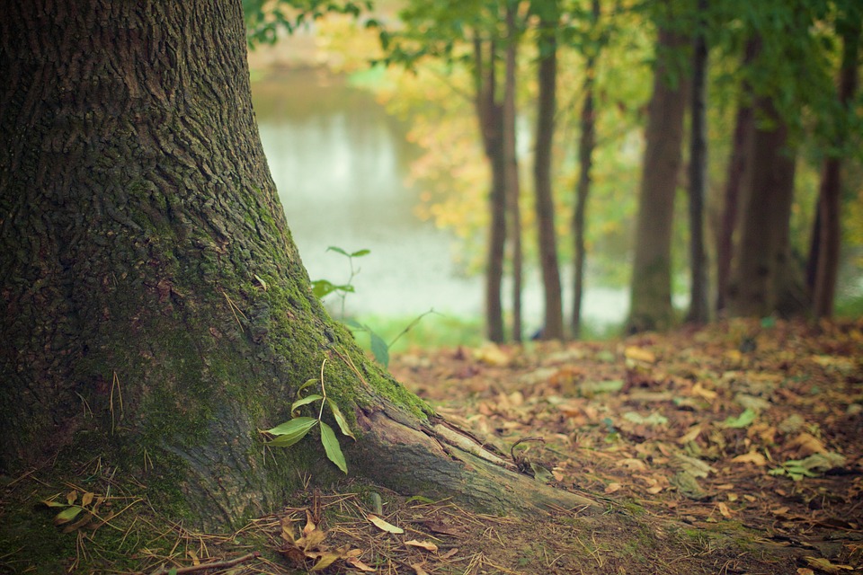 A Faenza 300 nuovi alberi