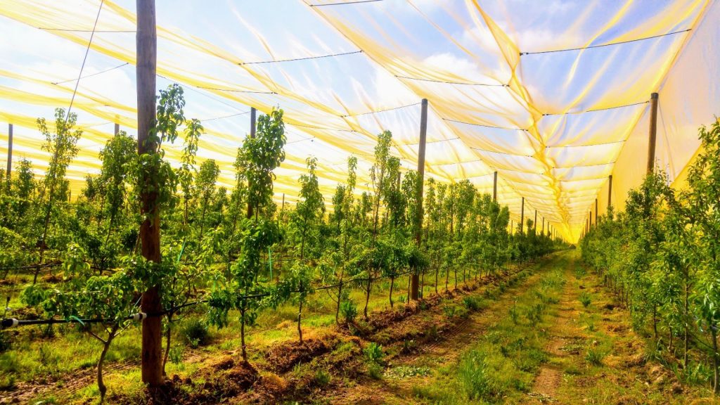 Frutticoltura di precisione, se ne parla a Faenza