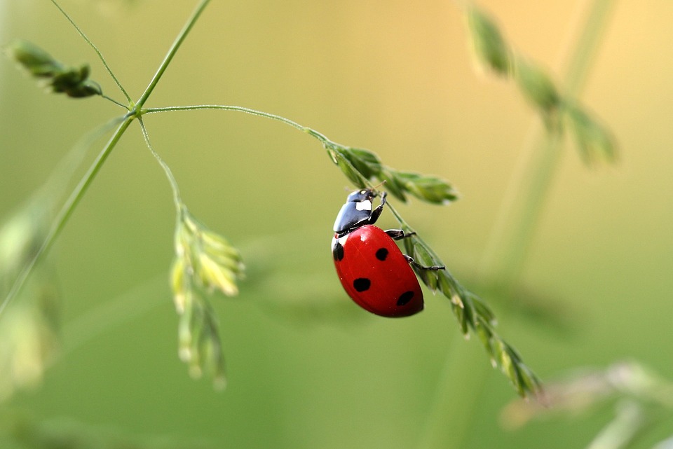 Cesena, le coccinelle combattono i parassiti delle piante