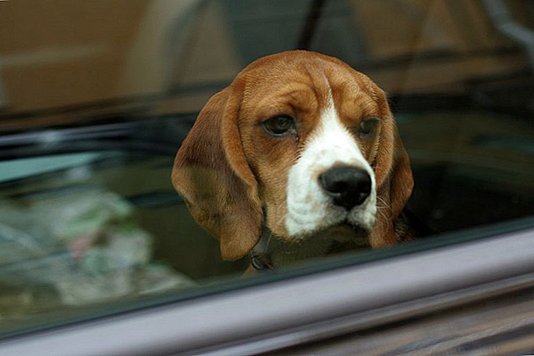 Faenza, cane lasciato nell’auto per ore sotto al sole, salvato dai vigili. Denunciata la proprietaria.