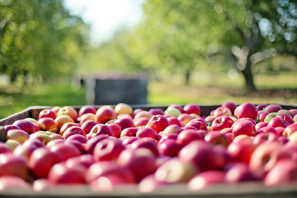Agricoltura, preoccupazione della Camera di commercio per le avversità climatiche