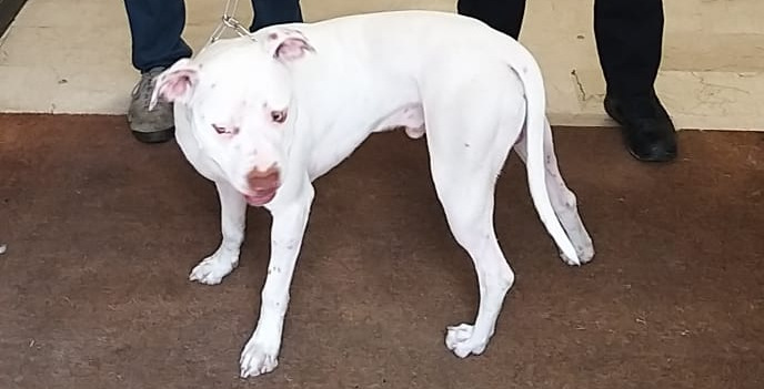 Faenza, prende a calci e pugni il proprio cane: “Volevo educarlo”