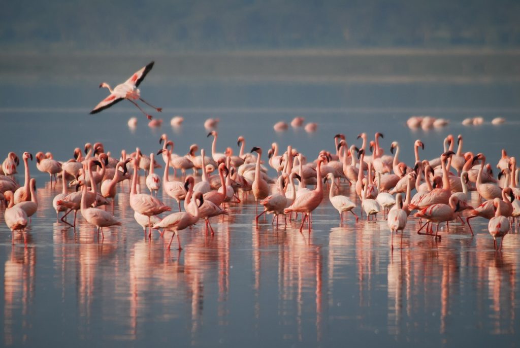 La Pink Week a Ravenna: rosa come l’alba, il tramonto e i fenicotteri