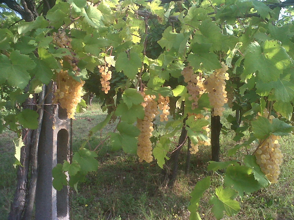 Parte da Bertinoro l’ottava edizione dell’Albana Dèi