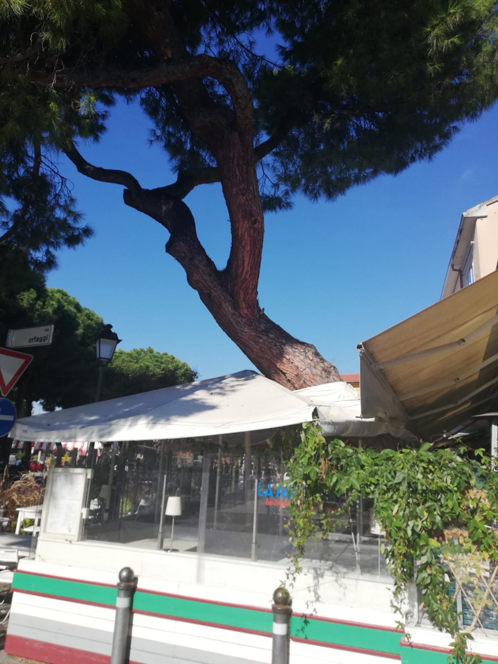 Intervento al pino inclinato a Borgo San Giuliano