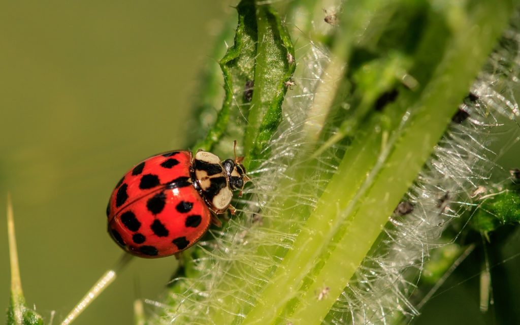 La Regione investe nel bio: altri 1,5 milioni di euro per accogliere tutte le domande di contributo presentate dalle imprese biologiche emiliano-romagnole