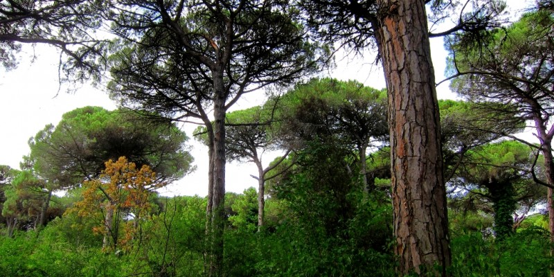 Sempre più vicino il progetto per la Pineta di Milano Marittima