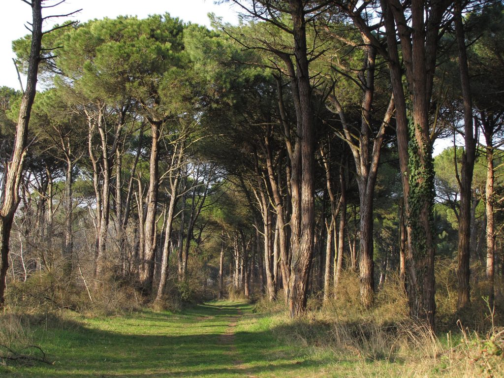 RAVENNA: AREA PINETATA RASA AL SUOLO A MARINA ROMEA