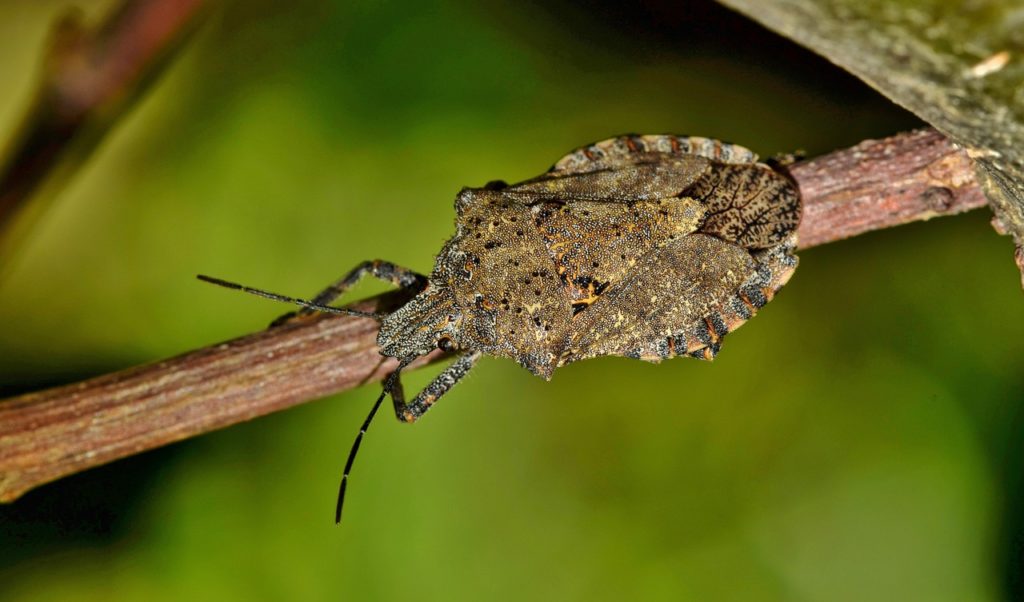 Boccata d’ossigeno per l’ortofrutta regionale, in arrivo ristori per la cimice e fondi contro le gelate