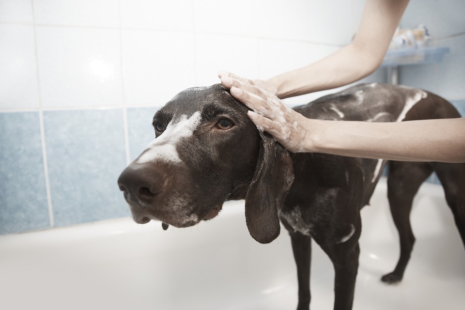 Nuova ordinanza regionale dal 26 marzo: può ripartire l’attività dei toelettatori per gli animali
