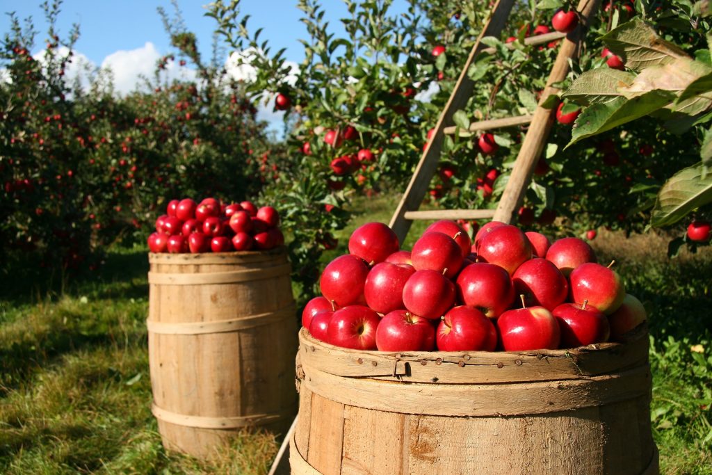 Agricoltura, al Meeting di Rimini apre il salone dedicato ai cibi in estinzione