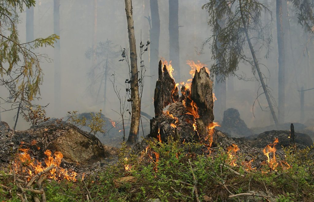INCENDI NEI BOSCHI: DA SABATO 25 GIUGNO SCATTA LO “STATO DI GRAVE PERICOLOSITÀ” IN CINQUE PROVINCE