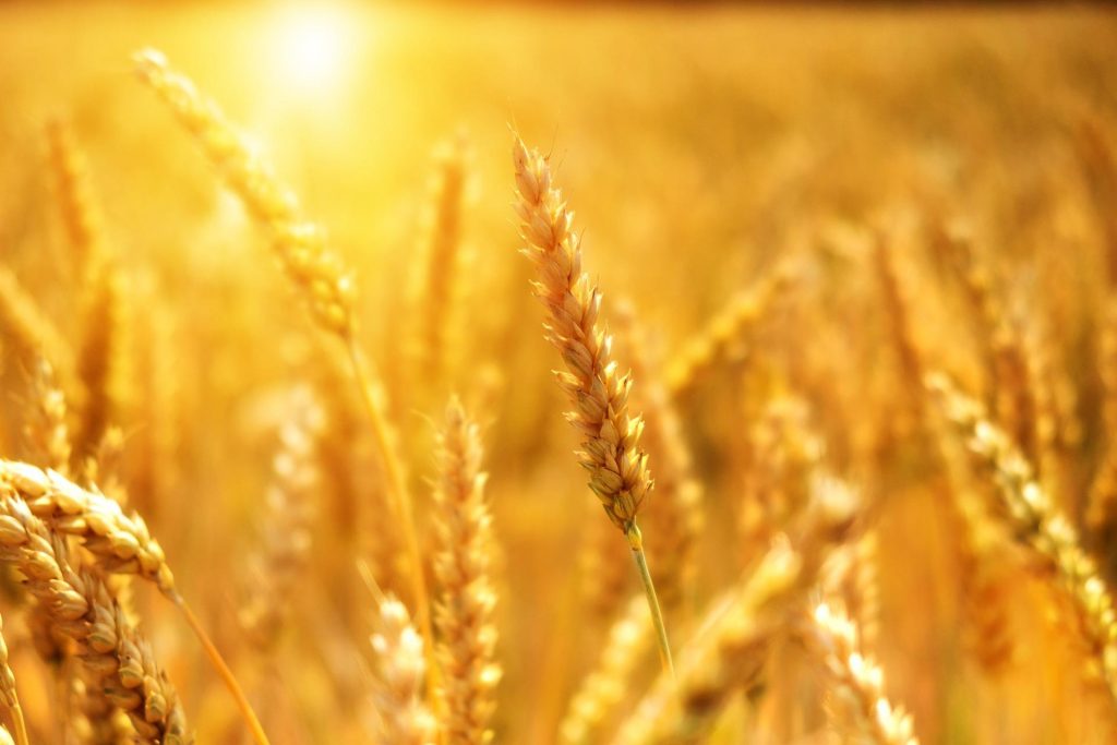 AGRICOLTURA: A DISPOSIZIONE 913 MILIONI DI EURO PER L’EMILIA-ROMAGNA NELLA PROGRAMMAZIONE DEI FONDI EUROPEI