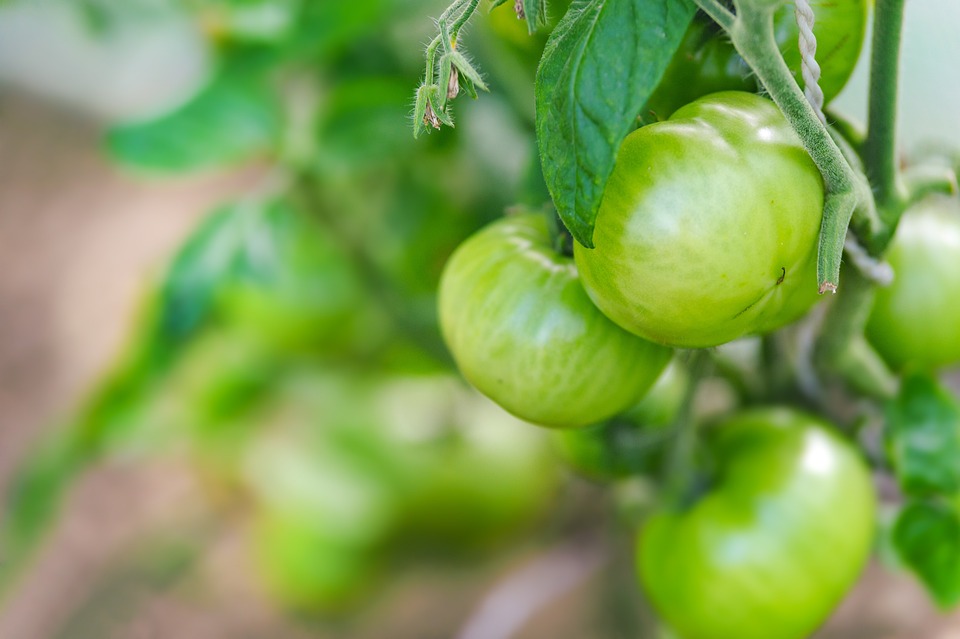 LA ROMAGNA PER L’AGRICOLTURA BIOLOGICA