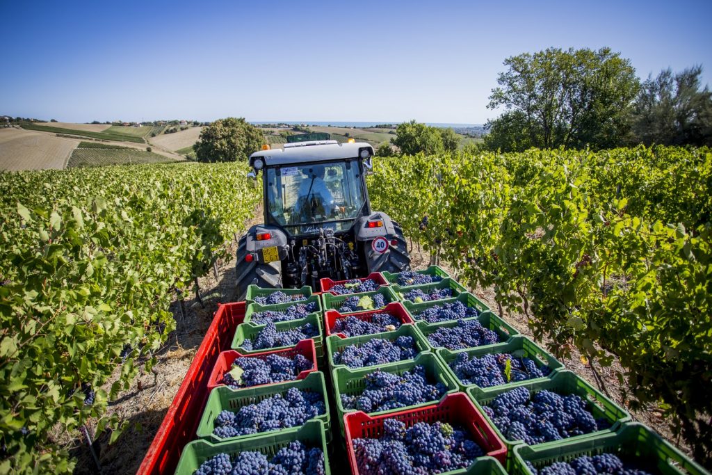 IL VINO COOPERATIVO ROMAGNOLO IN EVIDENZA AL VINITALY