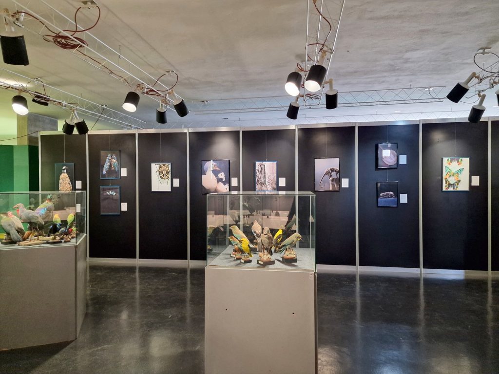 FAENZA: PROSEGUE FINO A MARZO LA MOSTRA “WHO IS IT” AL MUSEO DI SCIENZE NATURALI